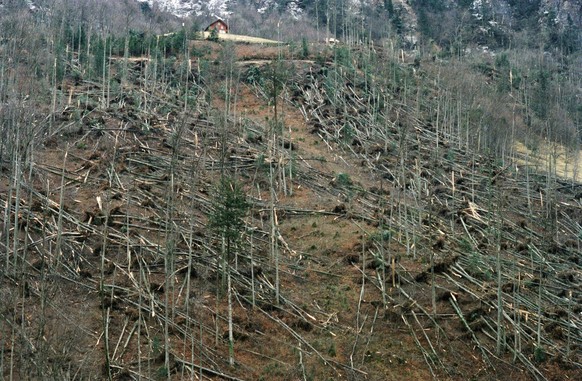 Les dégâts causés par Vivian dans la forêt de Grafenort, dans le canton d&amp;#039;Obwald.