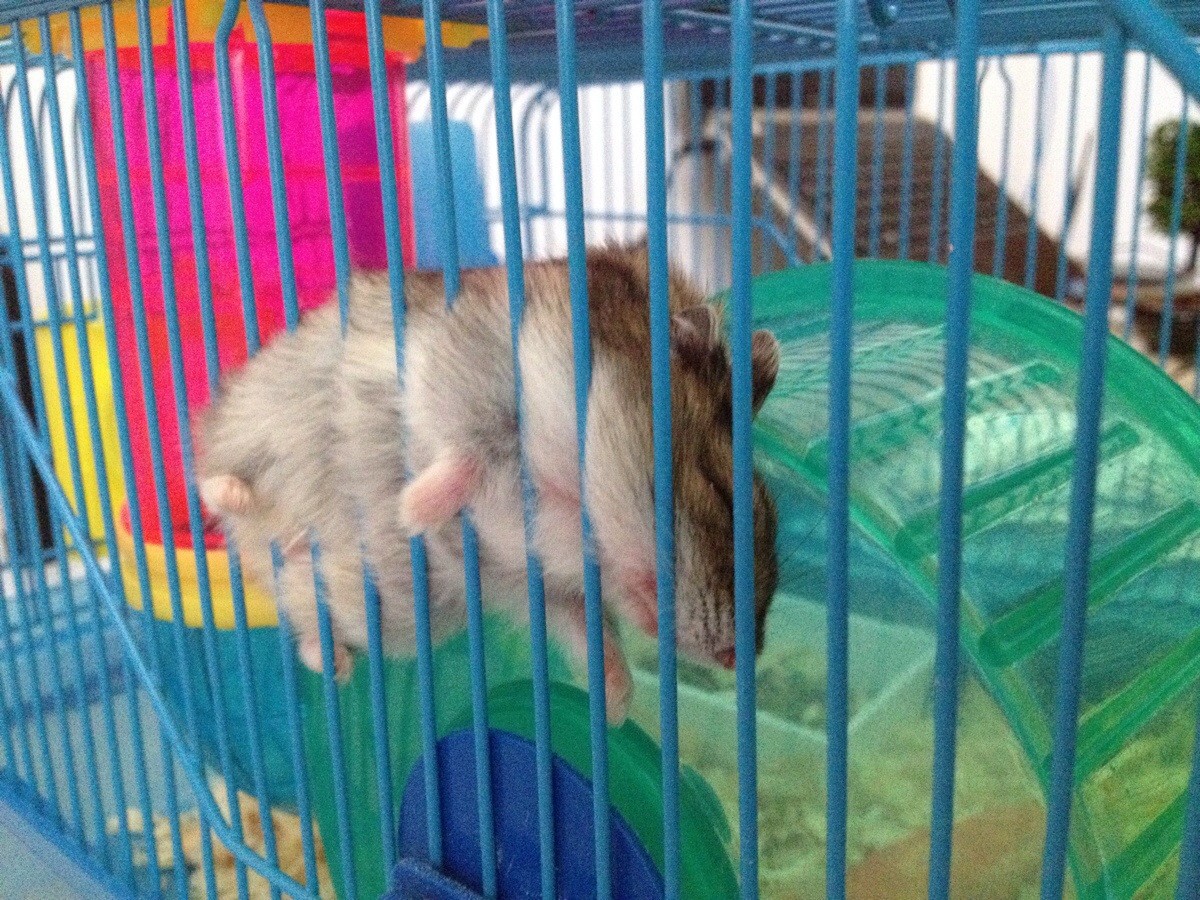Hamster