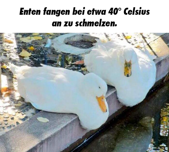 Enten schmelzen Tierfakten

http://imgur.com/gallery/L20rG