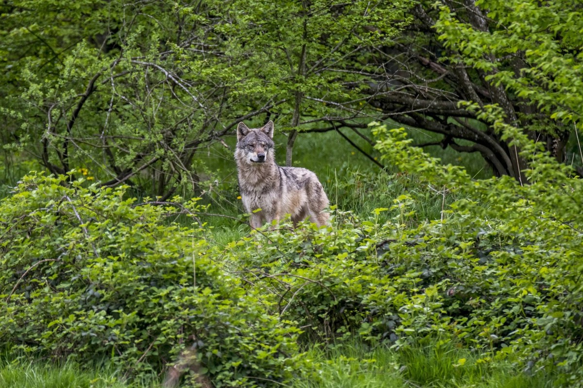 Le loup cause actuellement bien des soucis aux Danois (photo d'illustration).