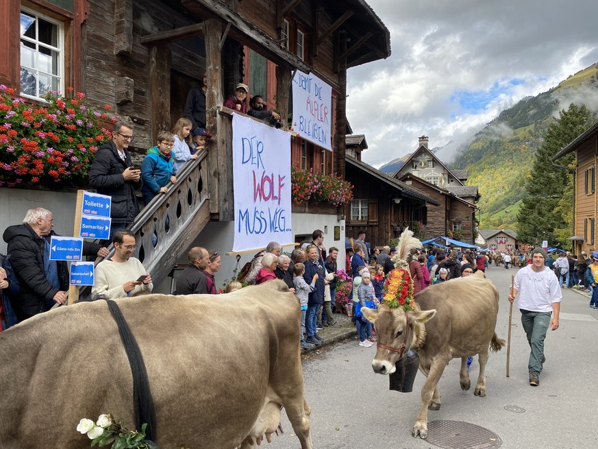 Käsemarkt in Elm mit Alpabzug am Ende des Alpsommers. «Der Wolf muss weg, damit die Älpler bleiben».