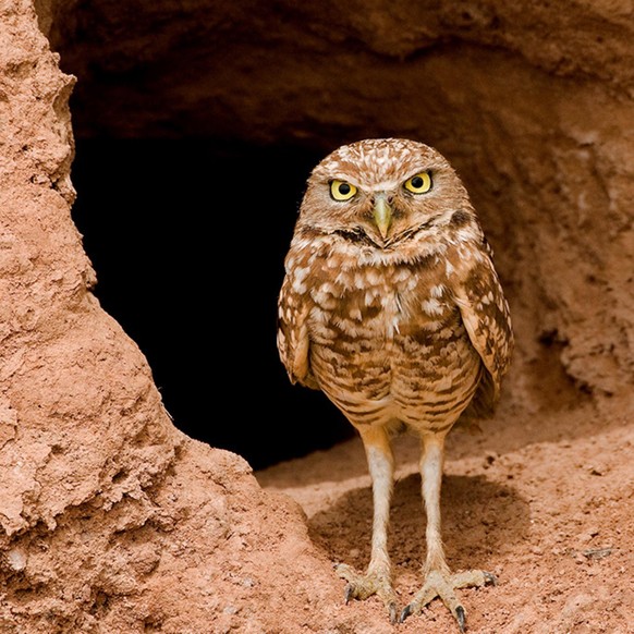 cute news tier eule

https://imgur.com/gallery/i-think-burrowing-owls-are-cutest-owls-iphone-served-this-up-from-camera-roll-hxsFSu7#/t/aww