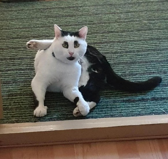 cute news tier katze

https://www.reddit.com/r/cats/comments/1e4hows/my_cat_has_hair_eyebrows_and_a_beard/