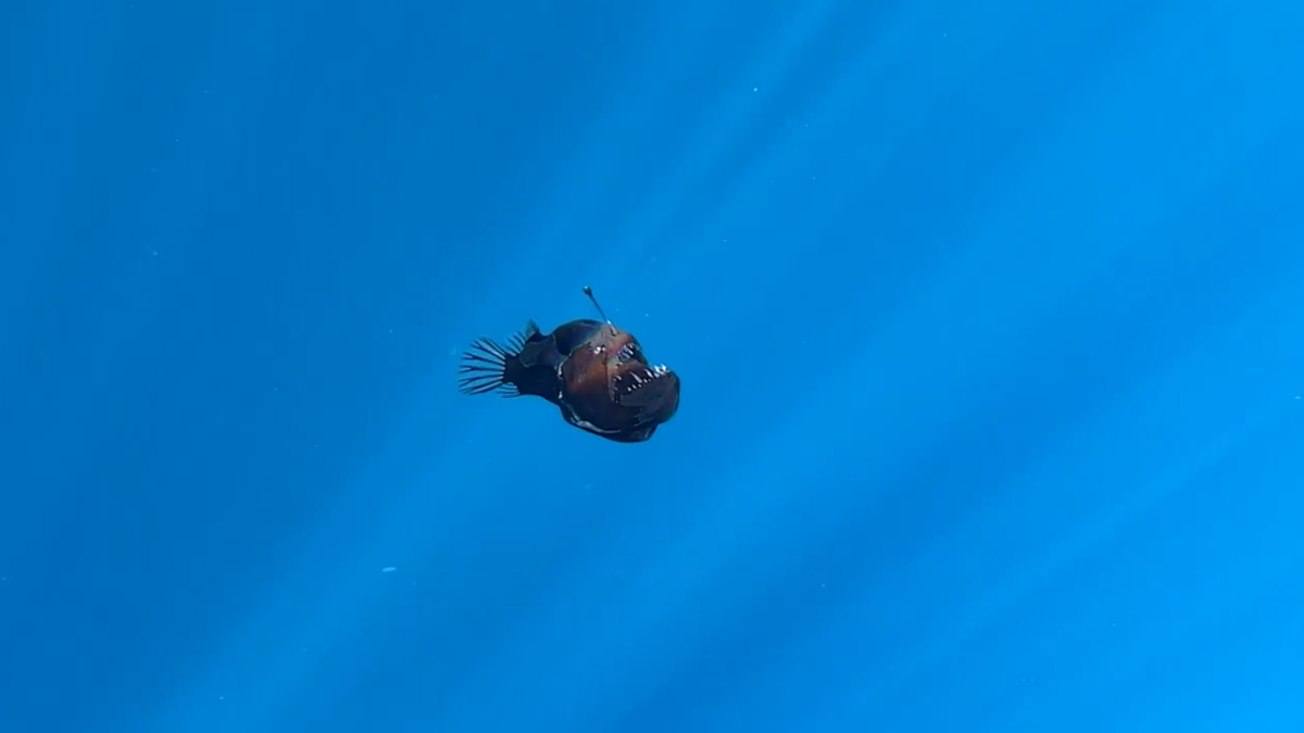 Au large de Tenerife, des scientifiques ont filmé pour la première fois un poisson des abysses en dehors des eaux profondes.