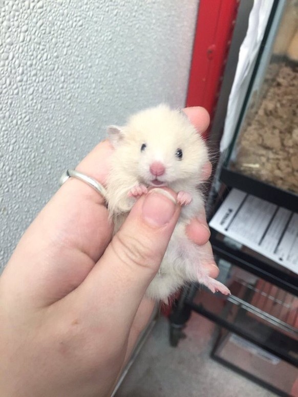 Hamster
Cute News
https://imgur.com/0D6TXQC