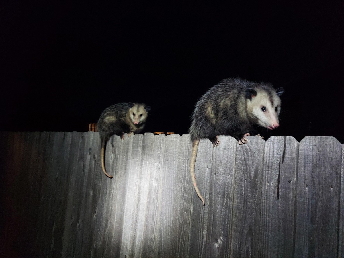 cute news tier possum

https://www.reddit.com/r/Opossums/comments/1jux0jg/late_night_visitors/