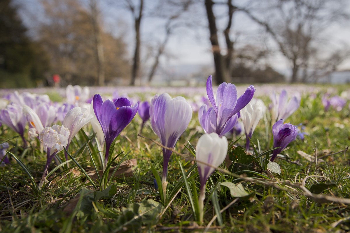 Und er kommt doch: der Frühling.
