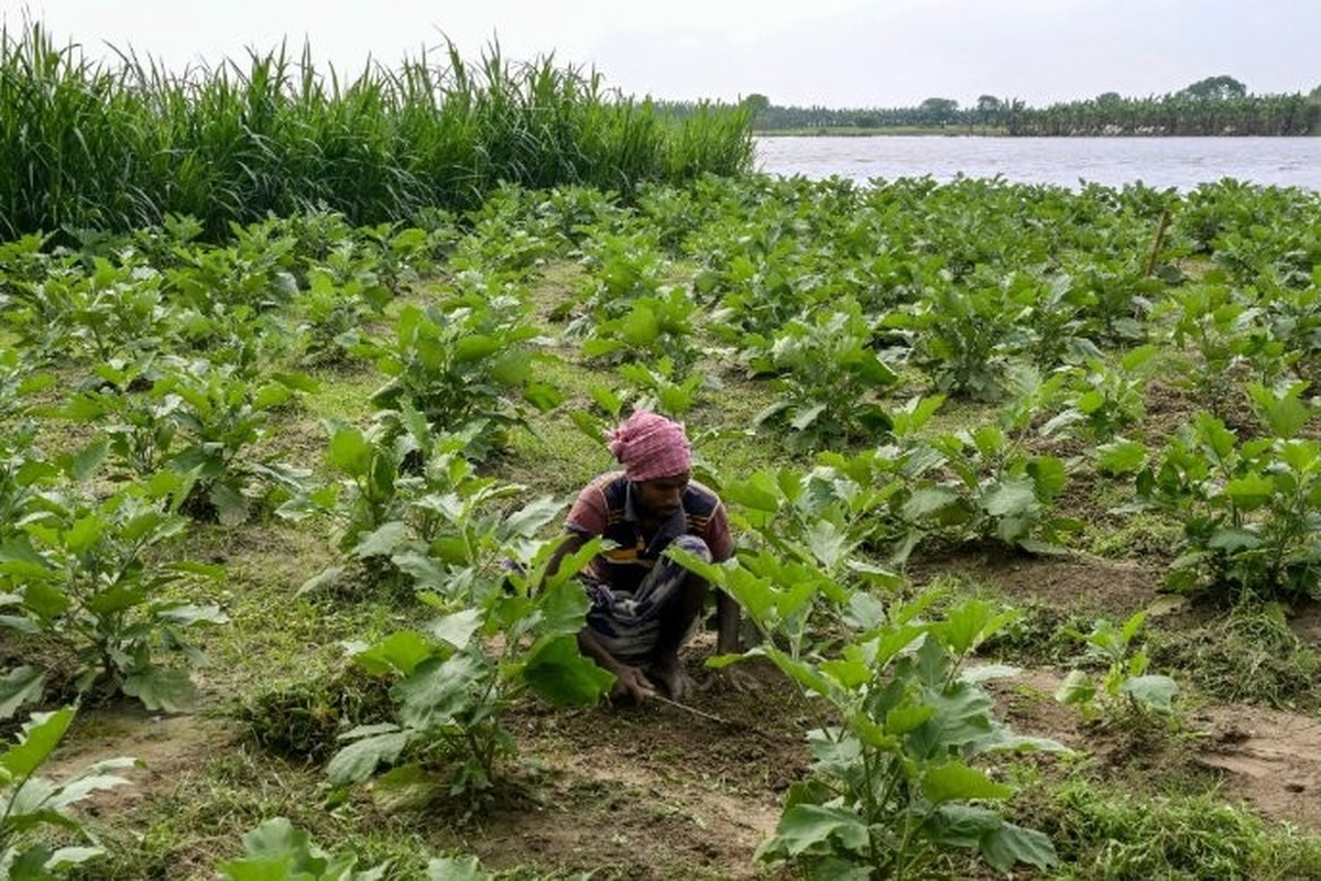 Cette photographie montre un agriculteur s'occupant de ses cultures le long des rives de la rivière Padma, dans le village de Nimtola, dans le district de Rajshahi. Le danger le guette à tout ins ...