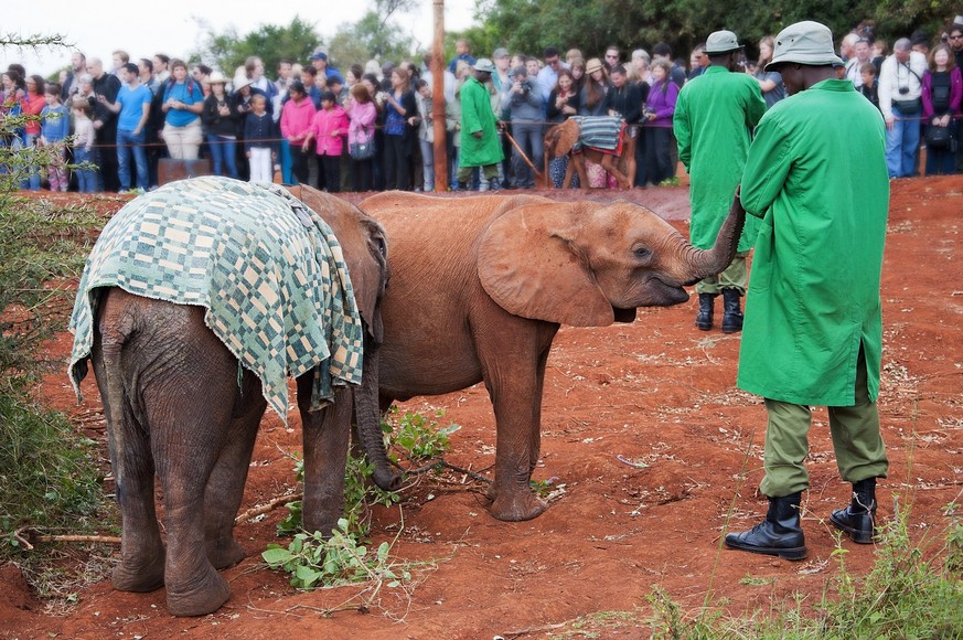 African elephants Loxodonta, David Sheldrick Wildlife Trust Orphanage in Nairobi, Kenya, East Africa.