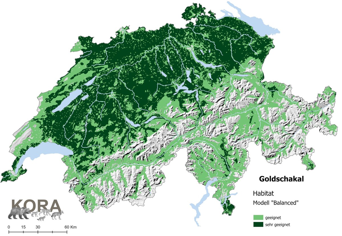Schweizer Karte von KORA mit geeigneten Lebensräumen für den Goldschakal.
