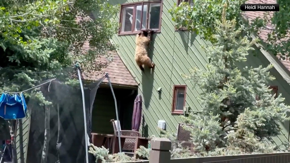 Dieser Bär hat gelernt, in Häuser einzubrechen