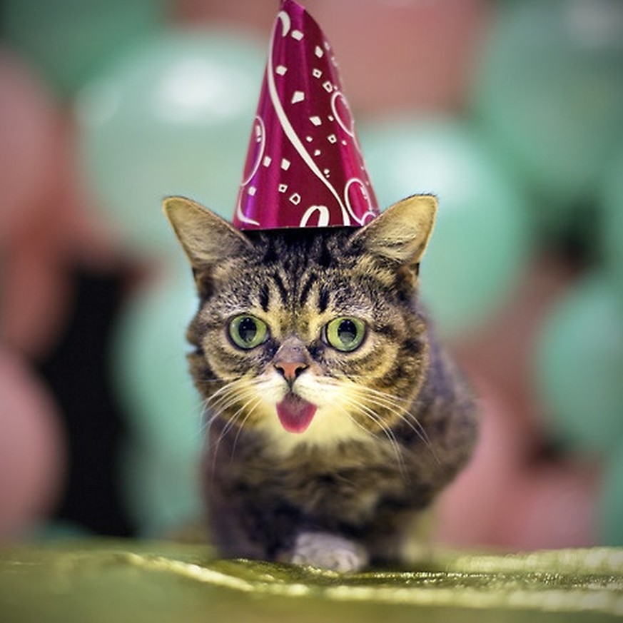 Deine Katze feiert andauerend Partys – aber nur, wenn du nicht da bist