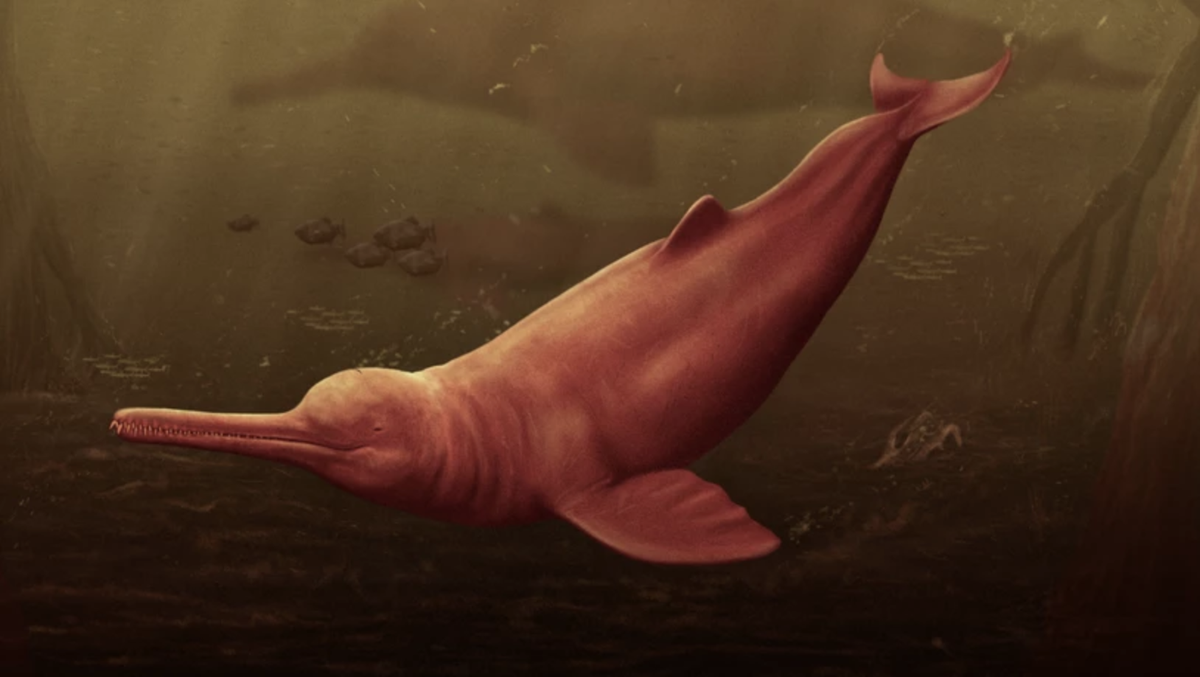 Pebanista yacuruna Urzeit-Delfin