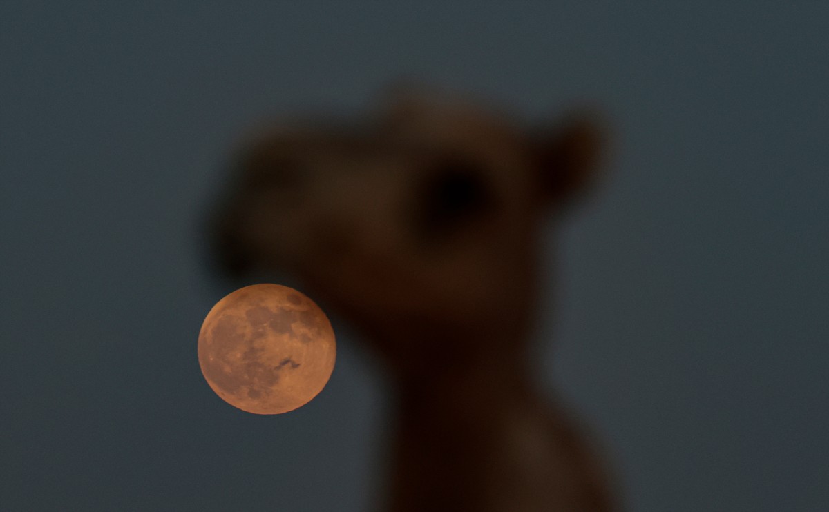 epa11665013 A camel walks in the desert while the full moon called supermoon rises over the desert outside the Gulf emirate of Dubai, United Arab Emirates, 17 October 2024. The next supermoon is expec ...