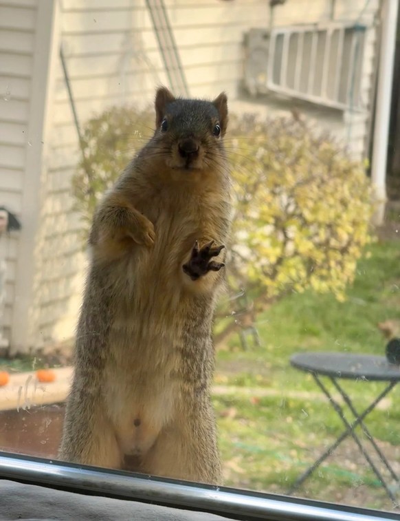 Nice news about squirrels https://www.reddit.com/r/squirrels/comments/17v674s/this_is_what_happens_when_you_work_at_home_and/