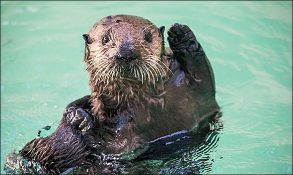 Five month old sea otter rescue pup, Juno, in quarantine after arrival at the Oregon Zoo. © Oregon Zoo / photo by Michael Durham.