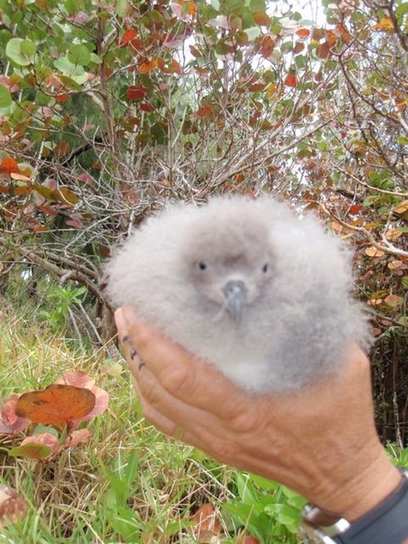Küken eines Bermuda-Sturmvogels
Bermudasturmvogel
Bermuda petrel (Pterodroma cahow)