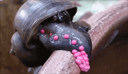 Sag alle deine Termine ab! So viele Tierbilder gab&#039;s noch nie
Also ich möchte gerne übers Eierlegen sprechen.

Bei der Apfelschnecke sieht das doch ganz possierlich aus: