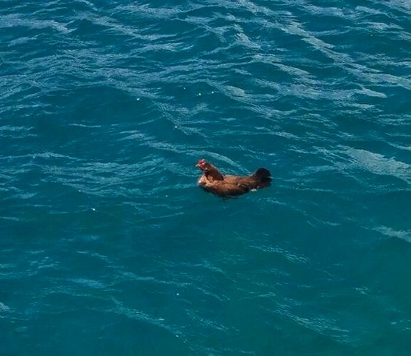 Huhn, Henne
Cute News
https://imgur.com/gallery/PSkvQ1s