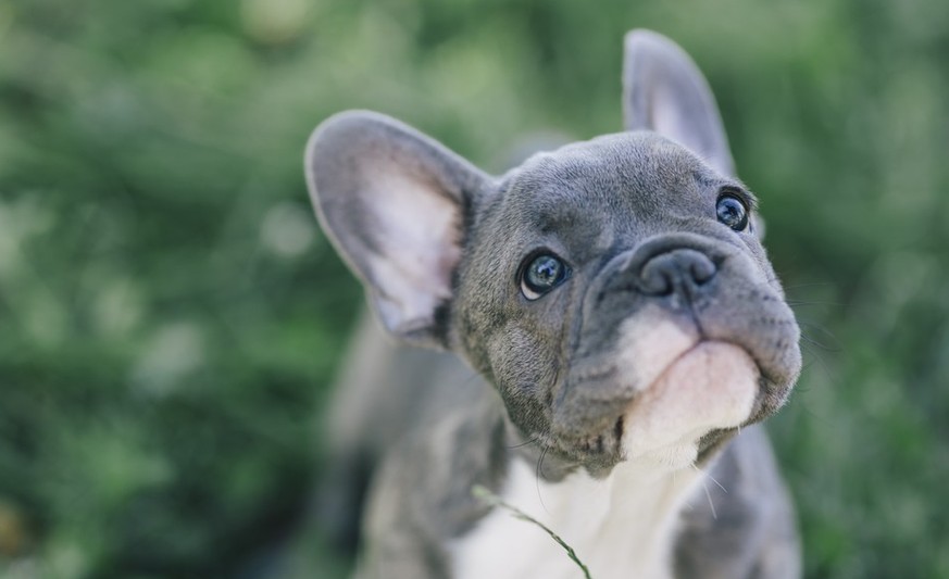 Französische Bulldogge