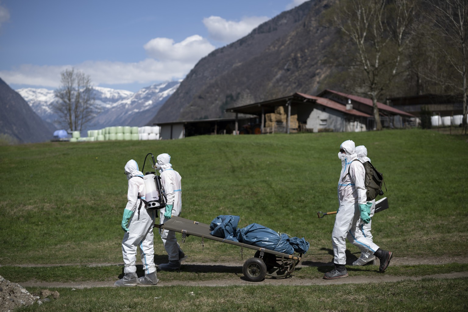 KEYPIX - Zivilschuetzer beim Transport eines Wildschwein-Kadavers an der Seuchenuebung �PSANOS� des Kantones Graubuenden zur Afrikanischen Schweinepest, am Donnerstag, 3. April in Grono. Der bisher no ...