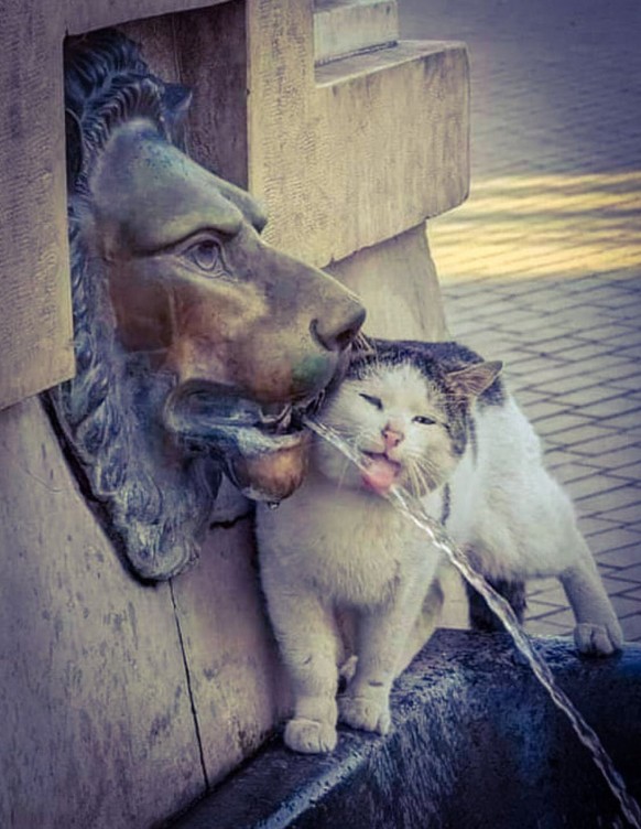 cute news tier katze

https://ch.pinterest.com/pin/1618549864318001/