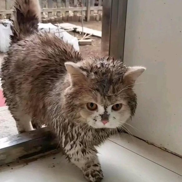 cute news tier katze

https://www.reddit.com/r/CatsBeingCats/comments/1in242c/im_home/