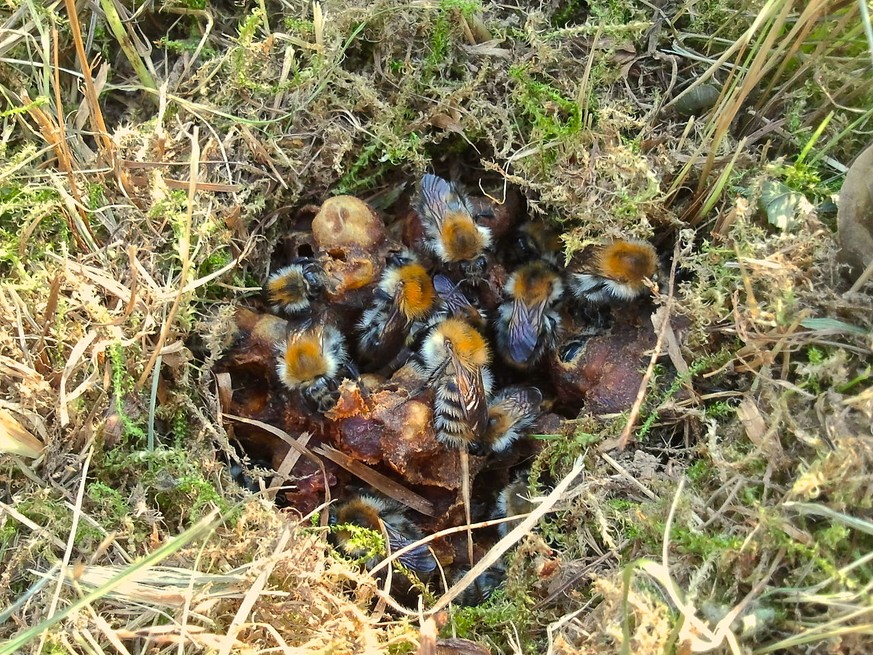 Oberirdisches Ackerhummel-Nest (obere Wachsabdeckung der Nestkugel wurde entfernt).
Von Panoramedia - Eigenes Werk, CC BY-SA 3.0, https://commons.wikimedia.org/w/index.php?curid=20441726