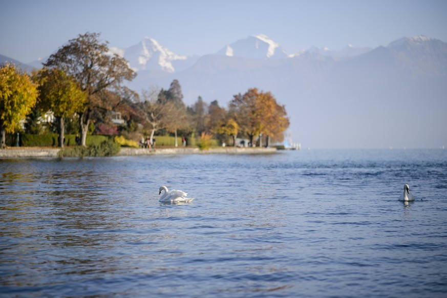 Das Ufer des Thunersees beim Schadaupark in Thun, am Sonntag, 30. Oktober 2016. (KEYSTONE/Manuel Lopez)