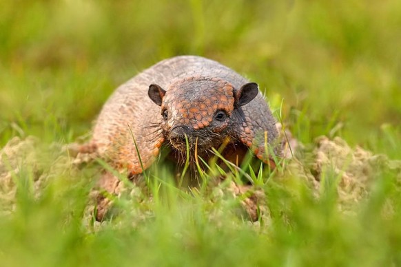 cute news armadillo gürteltier