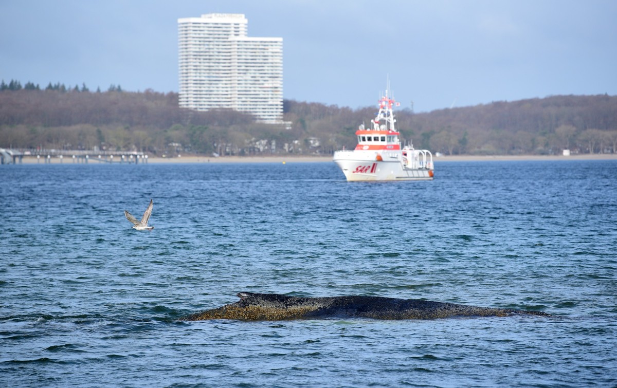 26.03.2026, Schleswig-Holstein, Timmendorfer Strand: Ein gestrandeter Wal liegt in der Ostsee. Heute soll ein neuer Rettungsversuch f�r das Tier unternommen werden. Foto: Daniel Bockwoldt/dpa +++ dpa- ...