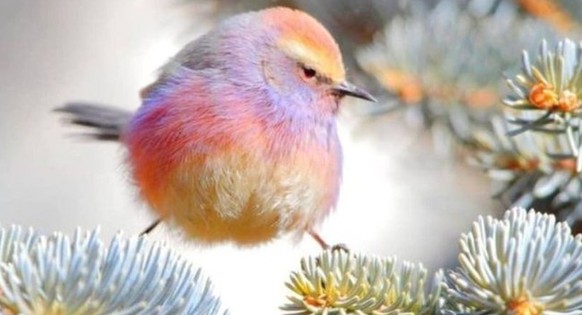 cute news tier purpurhähnchen

https://www.instagram.com/p/DR70AmhDIZk/