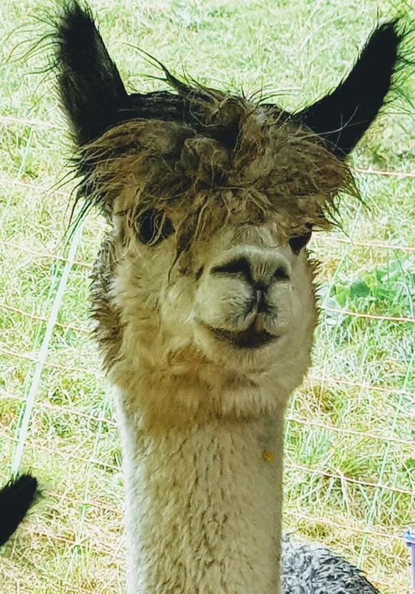 Deine To-Do-Liste für heute: Cute News anschauen und dann chillen!
Unsere Alpakas hatten im Regen auch solche Frisuren, wie der gelbe Vogel 😊 Und dann kam mir spontan noch Andre Agassi in den Sinn😅
