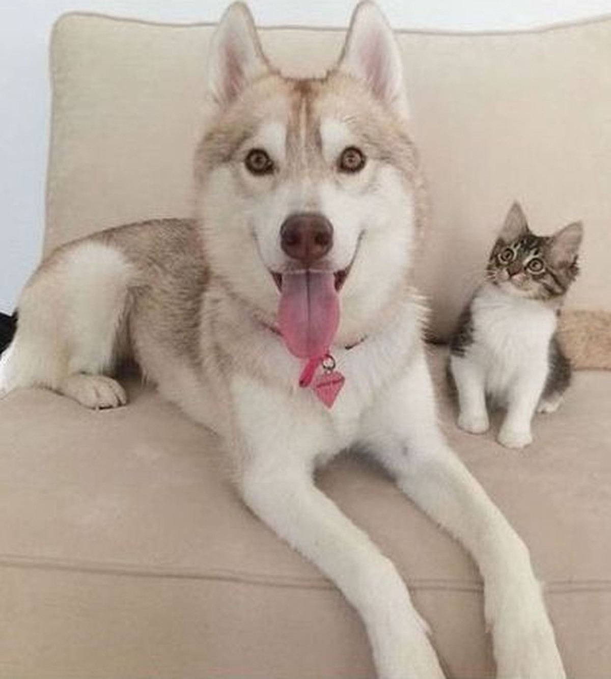 Cute News süsse Hunde