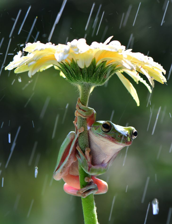 32 süsse Tierbilder, die dir den regnerischen Freitag aufhellen\nWetterfrosch.