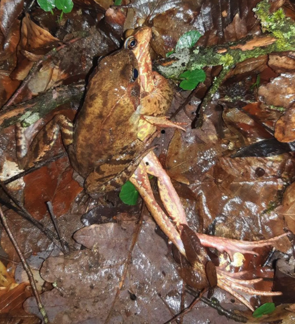 A female frog has her hands and feet outstretched.  A clear sign of their rejection.