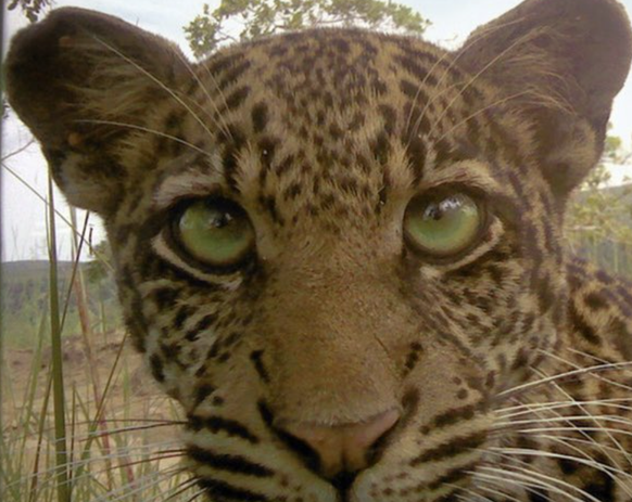 Lustige Bilder aus der Wildtierkamera