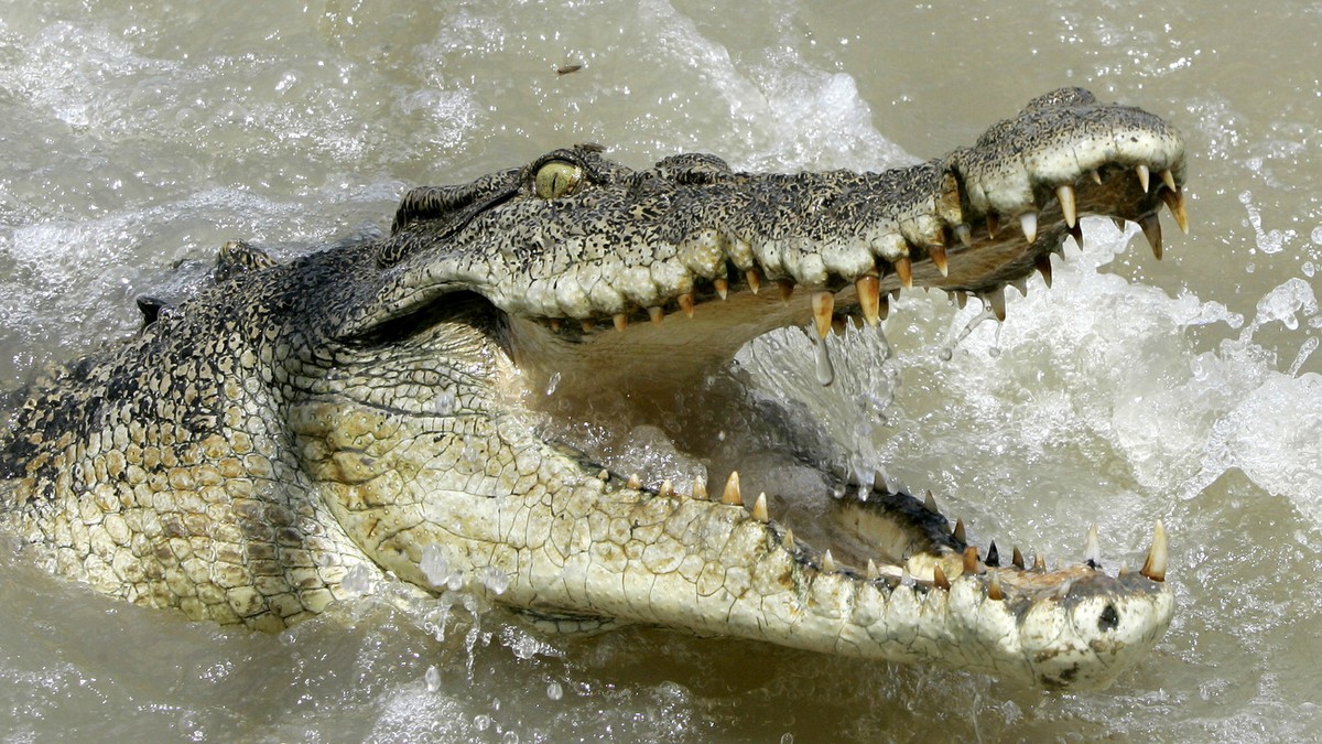 A large saltwater crocodile shows aggression as a boat passes by on the Adelaide river 60 kilometers (35 miles) from Darwin in Australia's Northern Territory, Saturday, Oct. 15, 2005. Crocodiles  ...