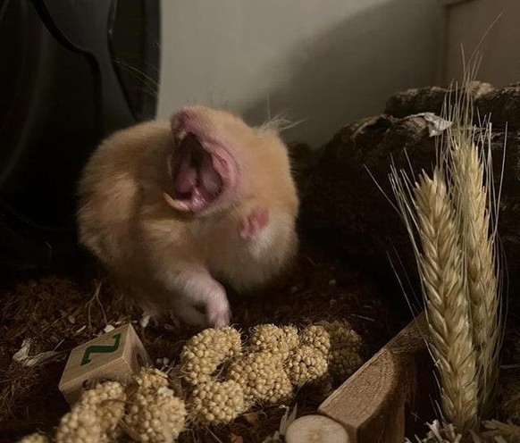 cute news hamster tier animal

https://www.reddit.com/r/hamsters/comments/qqetp1/i_tried_taking_a_cute_picture_of_beans_but/