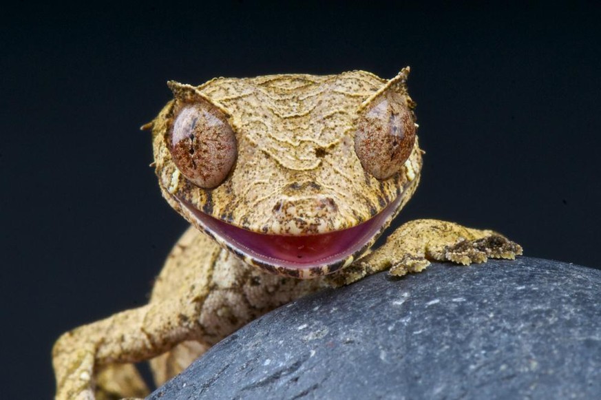 Gespenst-Plattschwanzgecko (Uroplatus phantasticus).