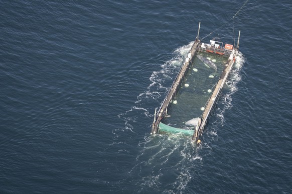 29.04.2026, Schleswig-Holstein, Fehmarn: Der Wal liegt am Mittwochmorgen in einem gefluteten Lastschiff kurz vor der d�nischen Grenze (Aufnahme aus einem Flugzeug). Der aus einer flachen Bucht vor Wis ...