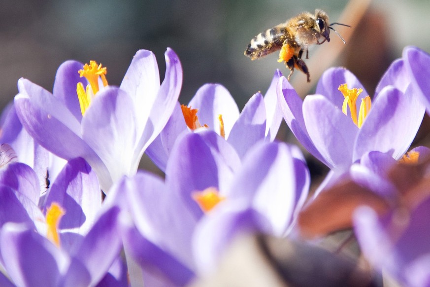 ZUM ZUNEHMENDEN BIENENMANGEL IN EUROPA STELLEN WIR IHNEN FOLGENDE BILDER ZUR VERFUEGUNG.
Eine Biene fliegt eine Krokusblume an, am Dienstag, 23. Maerz 2010 in St. Gallen. (KEYSTONE/Ennio Leanza)