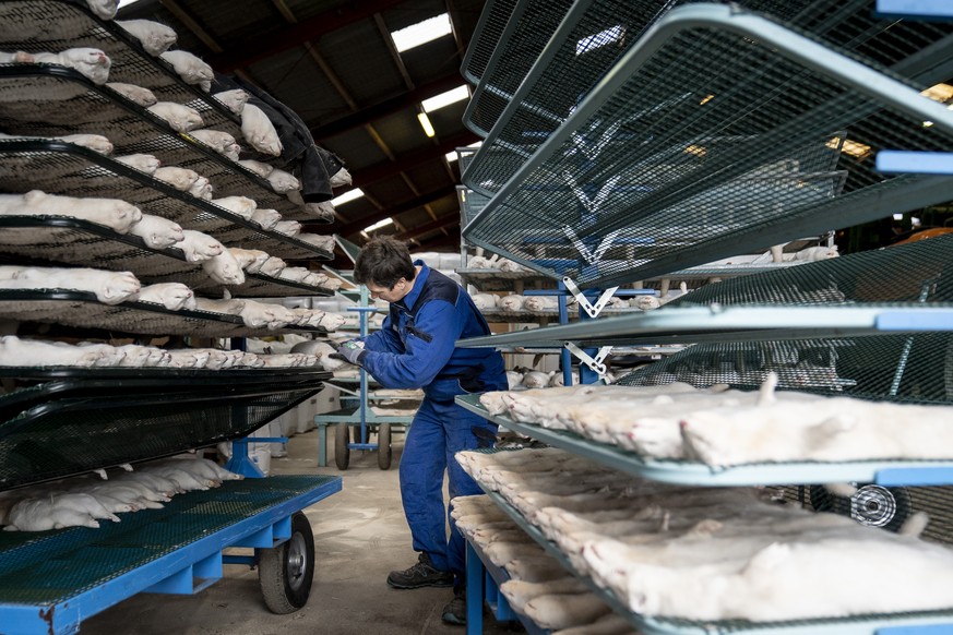 Henrik Nordgaard Hansen and Ann-Mona Kulsoe Larsen kill their herd, which consists of 3000 mother minks and their cubs, on their farm near Naestved, Denmark, Friday Nov. 6 2020. More than a quarter mi ...