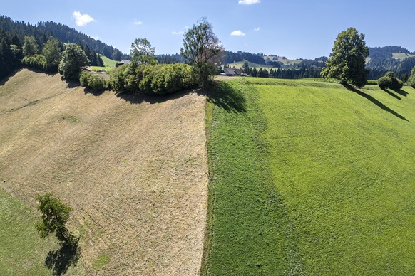 Sicht auf ein ausgetrocknetes, links, und gruenes Landwirtschaftsfeld, am Samstag, 8. August 2026, in Trubschachen im Emmental. (KEYSTONE/Peter Schneider)