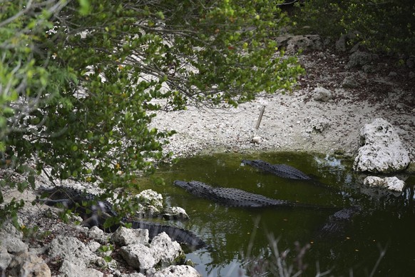 Alligators lie near ground exposed by drought conditions in the Florida Everglades, in Big Cypress National Preserve, Fla., Tuesday, May 27, 2025. (AP Photo/Rebecca Blackwell)
Everglades Drought