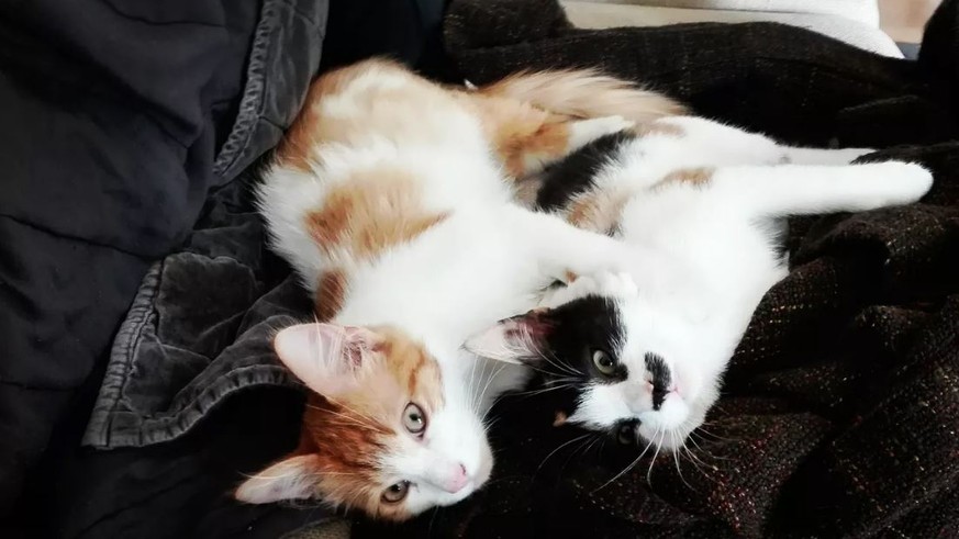 Das perfekte Zitat für das Bild deiner Katze