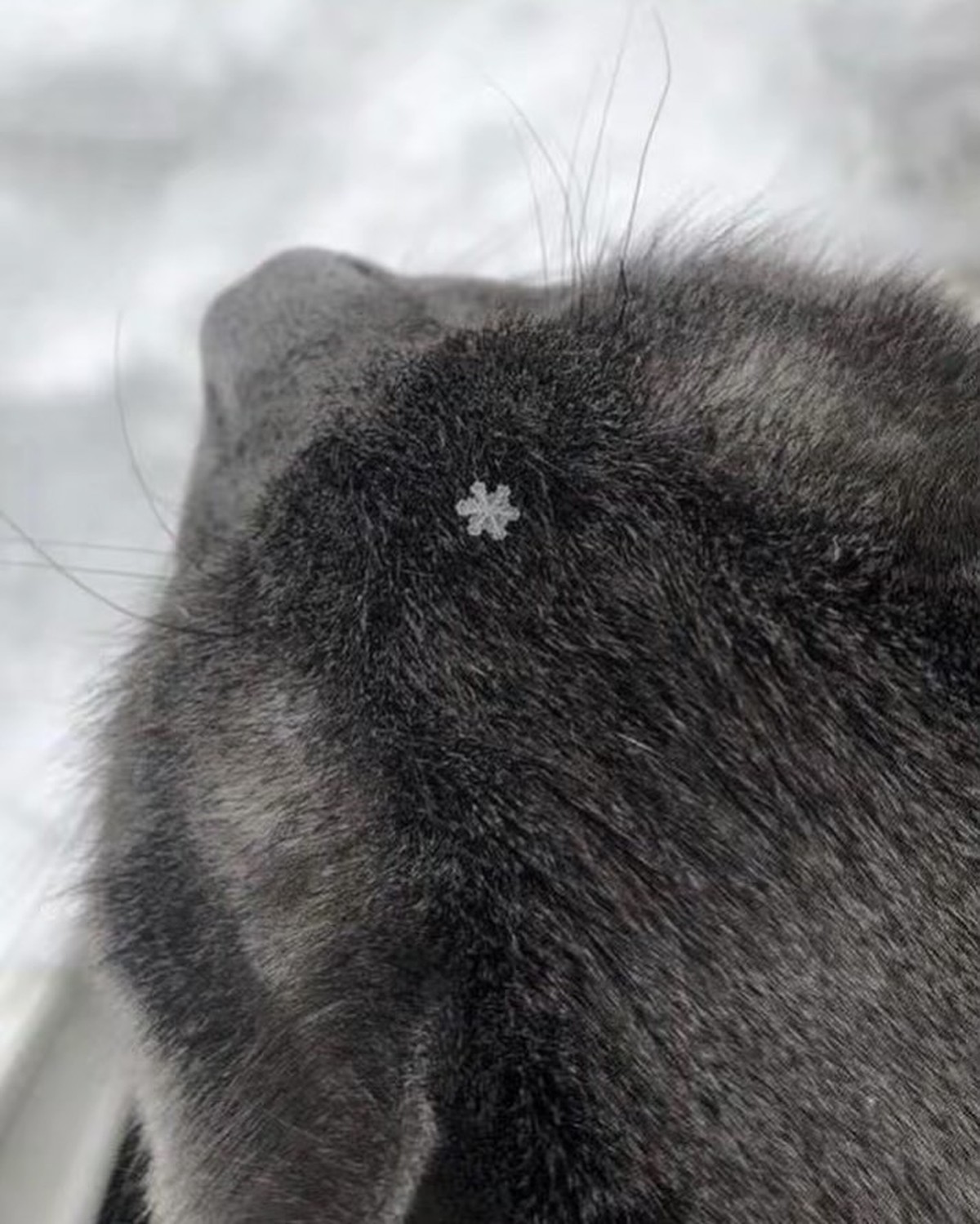 cute news tier schneeflock

https://www.instagram.com/p/DTK_xfjDC1t/?img_index=1