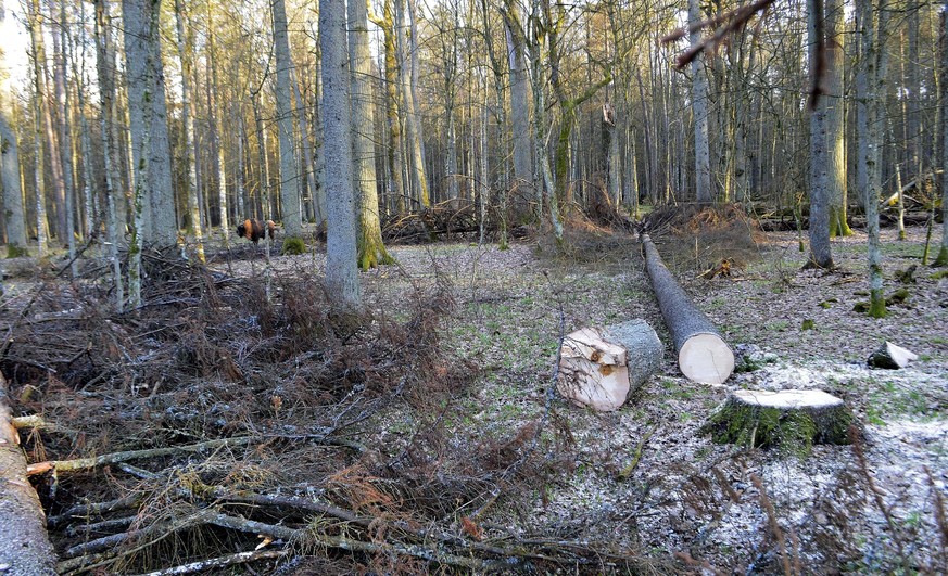 FILE - In this March 24 , 2017 file photo, a bison stands next to fir trees that have been logged, in the Bialowieza Forest, Poland. Poland said Thursday July 13, 2017, it was glad it will have a chan ...