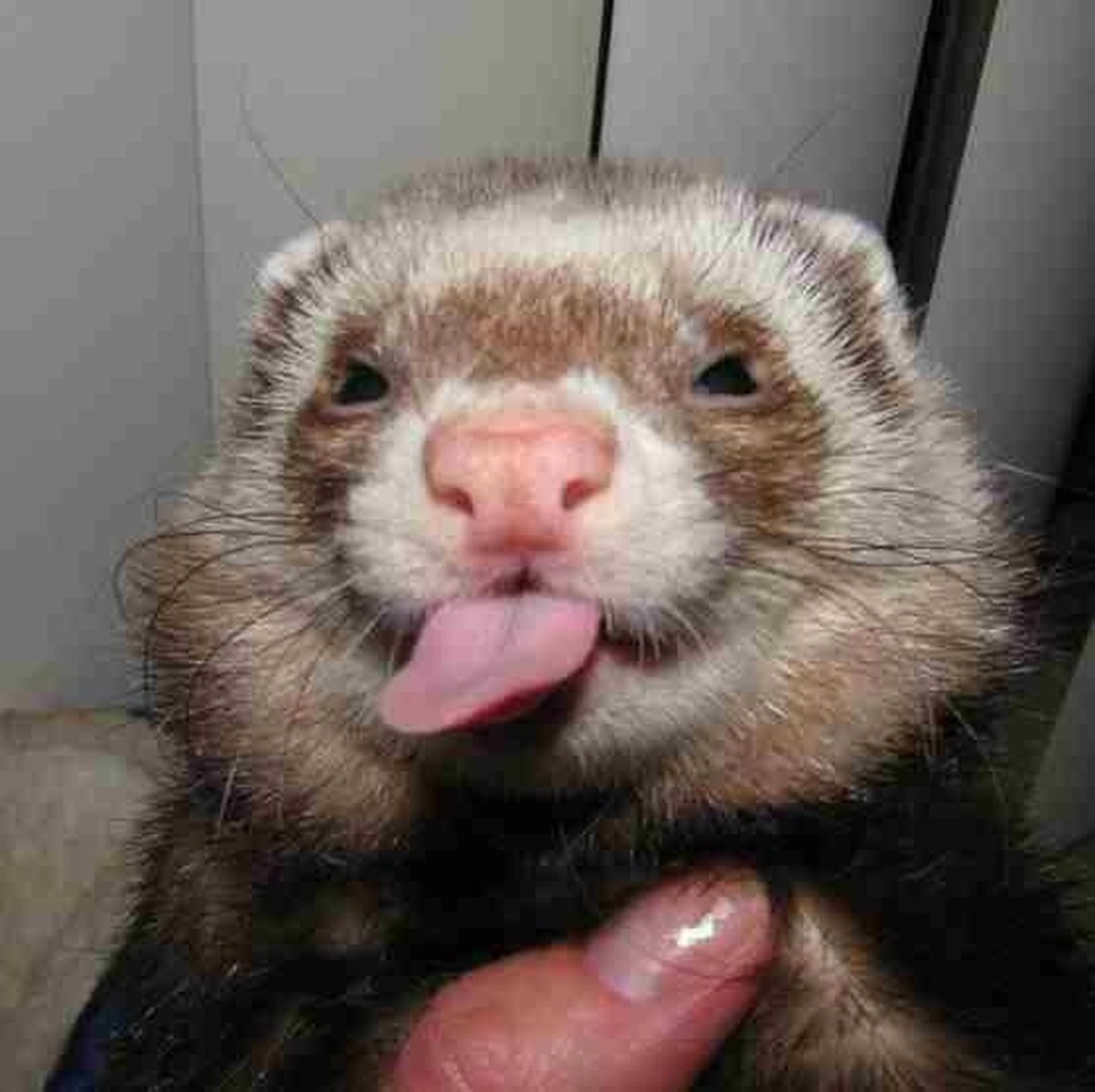 cute news tier ferret

https://ch.pinterest.com/pin/1121888957210442289/