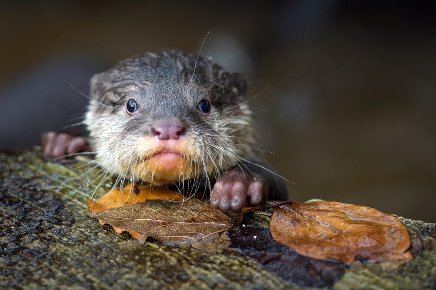 epaselect epa04110766 A young oriental small-clawed otter at the zoo in Neumuenster, Germany, 05 March 2014. The six young otters (one male, five female) were born on 07 December 2013. EPA/MAJA HITIJ